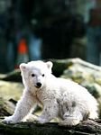 pic for baby eisbr knut berlin